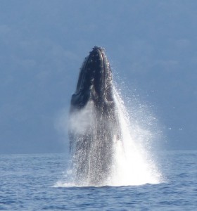 Dans le lagon de Mayotte en 2014 (crédits photo: JDM, tous droits réservés)