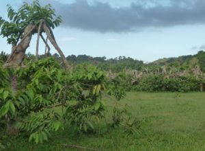 Champ d'ylang de la plantation Guerlain à Combani