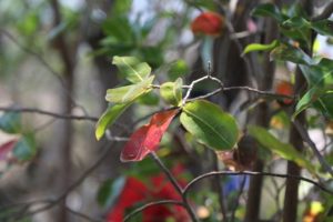 Une feuille de Namoulohna